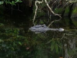 Alligator Stock Footage
