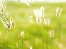 bubbles and flowers Stock Footage