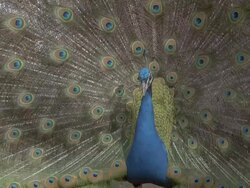 CU Peacock (Pavo cristatus) male displays, turns around and back again, UK Stock Footage