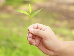 little green plant Stock Footage
