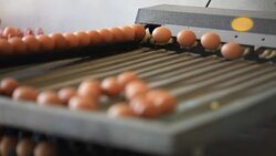 Egg production line in the chicken farm Stock Footage
