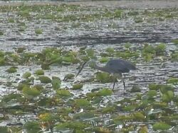 Fishing heron 3  1080/60i Stock Footage