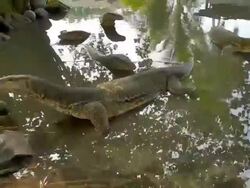 T/L Komodo dragons (Varanus komodoensis) in pool, Pulau Tioman, Malaysia Stock Footage