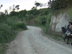 "Two adults on horseback with tan dog travelling along gravel road on hillside, Amazonas region of Peru [PerÃƒÂº]" Stock Footage