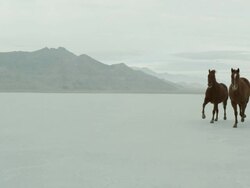 Horses running with cowboys riding across salt flats. Stock Footage