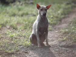 Dog in the yard Stock Footage