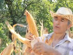 Picking Corn Stock Footage
