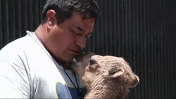 Zoo ready to name its first dromedary born in nearly a decade Instructional Video