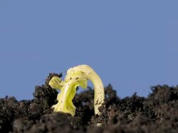 T/L Runner bean (Phaseolus coccineus) germination and growth, blue background, side view Stock Footage