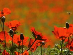 CU Shot of anemonies colorful wild flower blooming / Sderot, Negev Desert, Israel Stock Footage