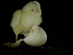 CU Fluffy yellow chick standing next to broken egg shell, black background Stock Footage
