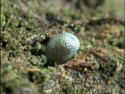 Time lapse - CU Winter Moth (Operophtera brumata) egg developing, caterpillar chews its way out, UK Stock Footage