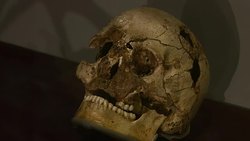 Replica remains of 'Cheddar Man' on display in the Natural History Museum News Clip