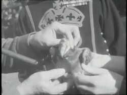 Men's hands place a medal around a carrier pigeon's neck. News Clip