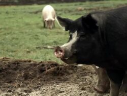 Some pigs on a plot smell the ground Stock Footage