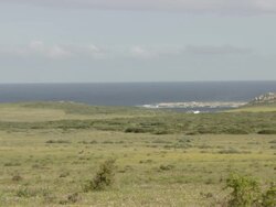 WS View of Bontebok and several springbok grazing in open field overlooking Atlantic Ocean / Namaqualand, Northern Cape, South Africa Stock Footage