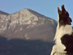 HD Super Slow-Mo: Dog Catching A Biscuit Stock Footage