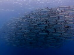 Baracuda Closed Up Stock Footage