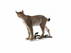 Lynx Stock Footage