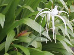 White flowers in the garden Stock Footage