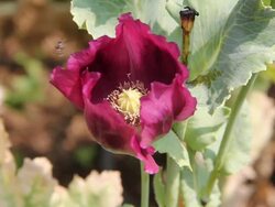 Opium Poppy Stock Footage