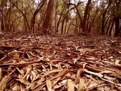 In the forest Stock Footage