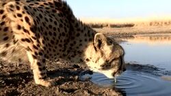 A cheetah drinks from a watering hole. Stock Footage