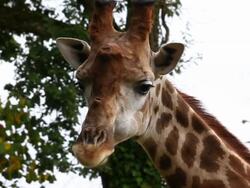 Chewing Giraffe Stock Footage