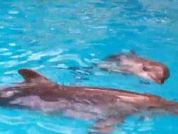Dolphins Stock Footage