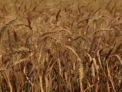Wheat Stock Footage