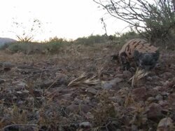 CU Gila Monster (Heloderma suspectum) walk toward camera and then passes by on the right. /Utah, USA Stock Footage