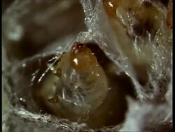 CU parasitic fly maggots in nest of Polystes wasp, USA Stock Footage