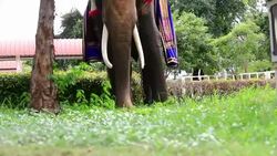 Tusk of a female elephant Stock Footage