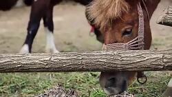Two small pony horses Stock Footage