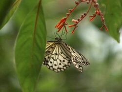 High speed Paper Kite butterfly (Idea leuconoe) feeding on nectar Stock Footage