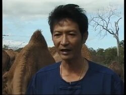 Camel herds are new tourist attraction News Clip