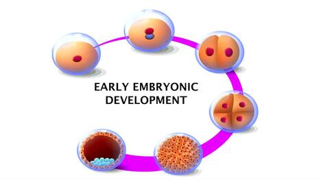 An Introduction to Embryonic and Fetal Development