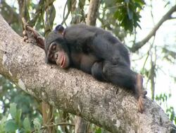Chimpanzee (Pan troglodytes) rests on tree branch with a steep incline, Sierra Leone Stock Footage