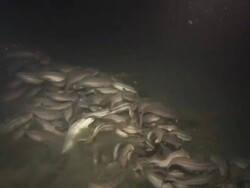Catfish, Stripped, massive school foraging near the bottom, Tracking. Indonesia  Stock Footage