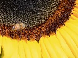 Bee on Sunflower Stock Footage