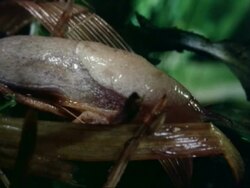 Slug moving Stock Footage