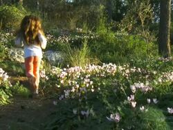 MS SLO MO Shot of 6 year old girl running through JNF Pine forest with Mediterranian primerose  flower bloom / Judea, Israel Stock Footage
