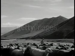 Mountains sheep shephard Instructional Video