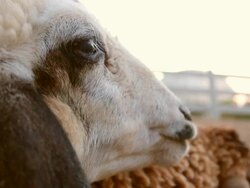 Lonely Sheep Stock Footage