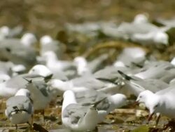 MS PAN Shot of Flocks of hartlaub's gulls feeding in shallow waters amongst wahed up kelp / Namaqualand, Northern Cape, South Africa Stock Footage