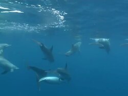MS Shot of Bottlenose dolphin pod swimming and surfacing to breathe possibly displaying mating behavior / Sodwana Bay, KwaZulu Natal, South Africa Stock Footage