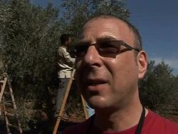 CLEAN: Hurried olive harvest begins in West Bank News Clip
