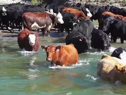 Cattle herd crossing river in slow motion Stock Footage