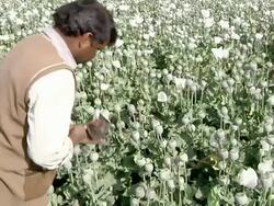 MS Man extracting the sap of the poppy in the plantation / Rajasthan, India Stock Footage