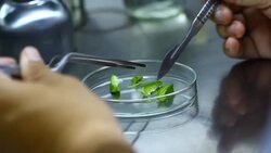 blade cut orchid seed in biotechnology for plant tissue culture Stock Footage